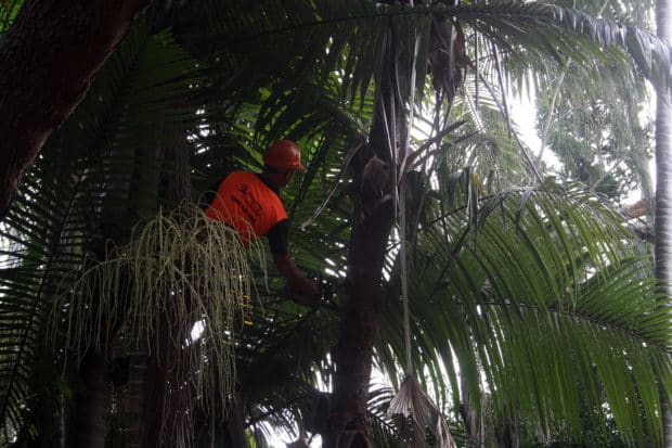 Tree Pruning Services