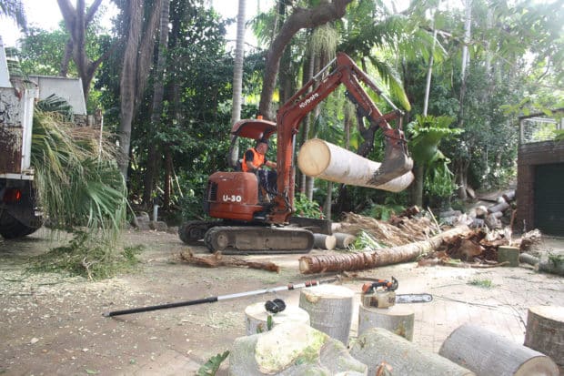 Tree Felling Services Sunshine Coast