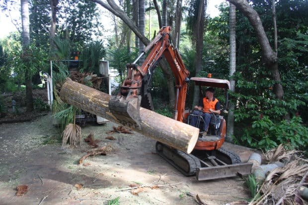 Tree Removal Sunshine Coast