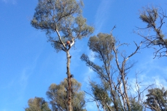 Tree Felling, Tree tops