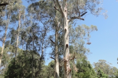 Tree Felling, Ascending large tree