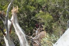 Tree pruning. Tree with broken branch