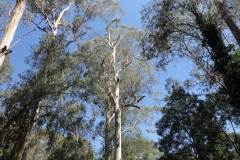 Tree Felling, high up large tree