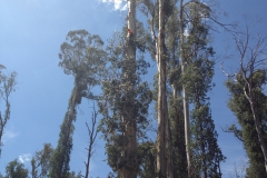 Tree Felling, Arborist high in tree