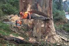 Tree Lopping, Man in cut tree 2