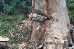 Tree Removal, Man in cut tree 1
