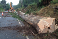 Tree Felling, Felled tree